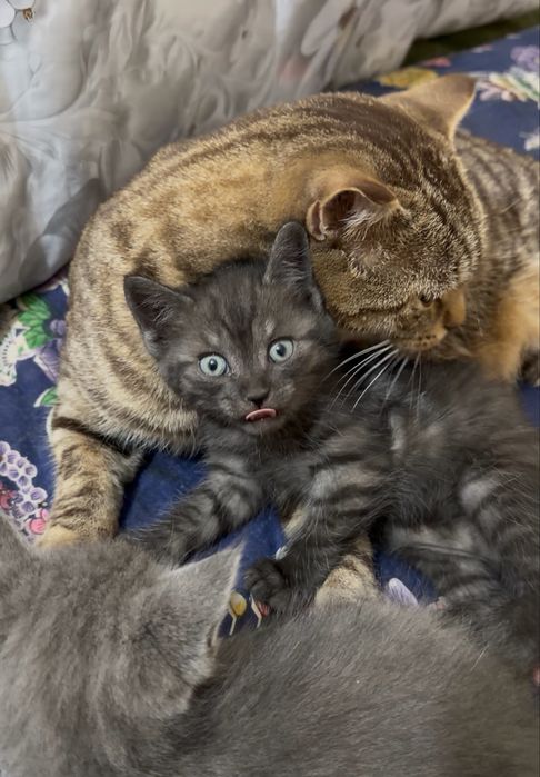 Отдам котят в добрые руки