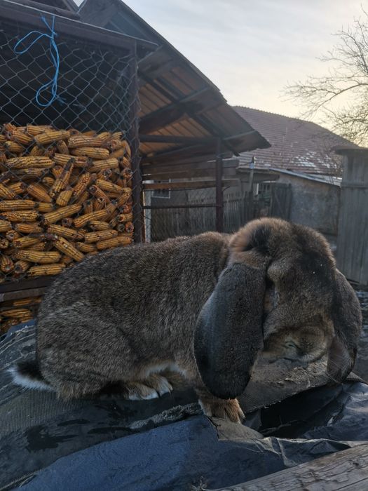 Vând mascul Berbec german 1,5 ani