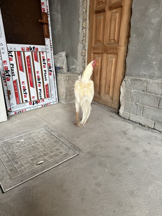 Dakan xoroz sotiladi