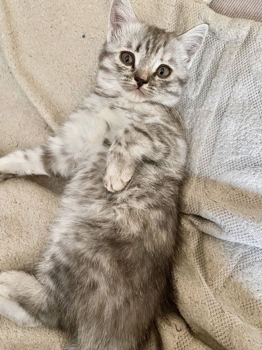Котеныши скоттиш фолд