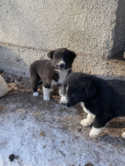 Отдаем собачек в хорошие руки