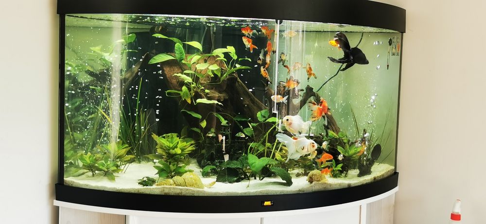 Acvariu trigon 350 litri