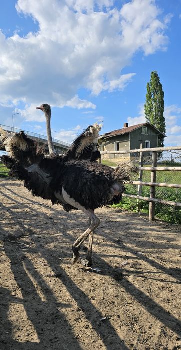 Strut mascul reproducator 6 ani