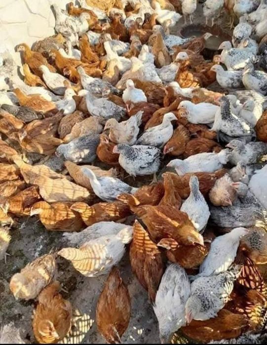 Vând puii de carne și de ouă cu livrare gratuita la Domiciliu pentru d