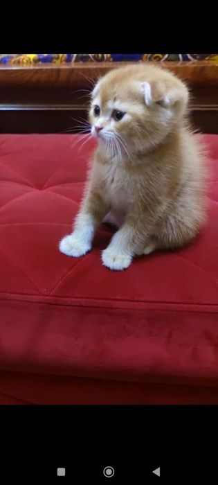 Mbilniy sykach boyicha porno video