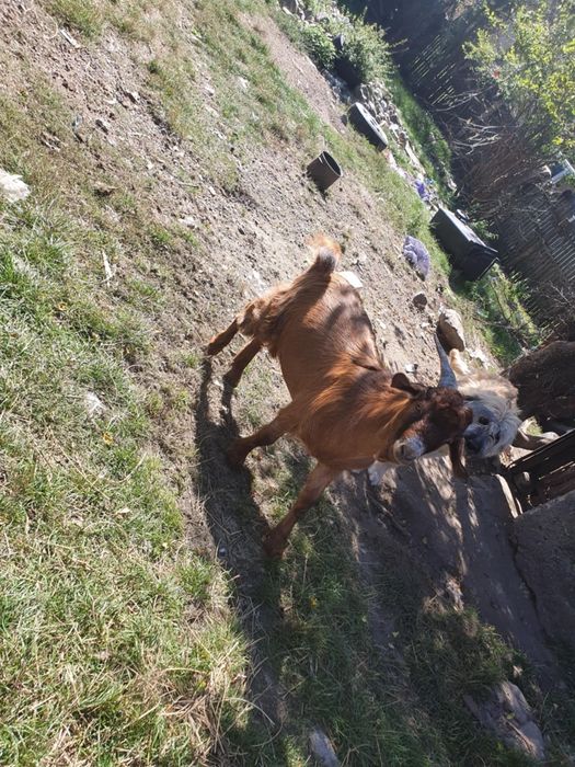 De vânzare un țap  și o capra fatata de anul trecut