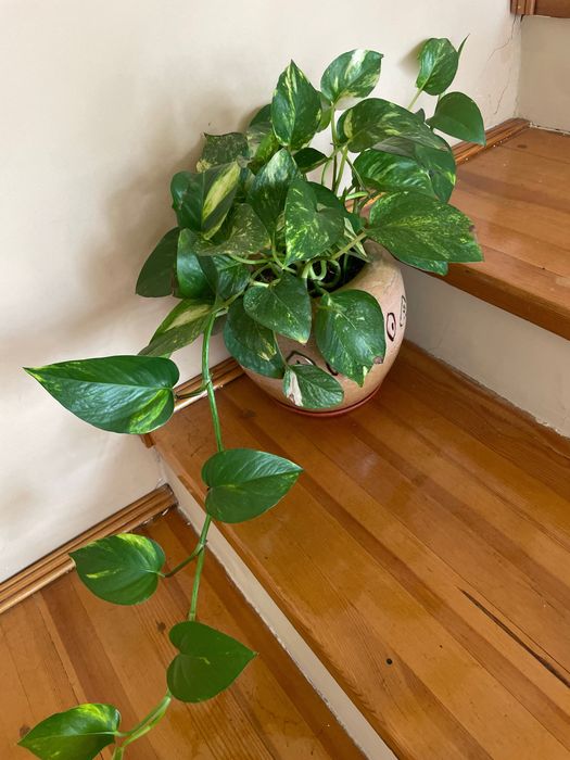 Сцинда́псус — род растений семейства Ароидные, лиана.