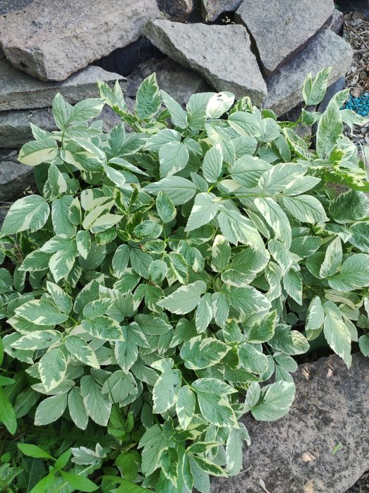 Продам рассаду Хосты четыре  вида