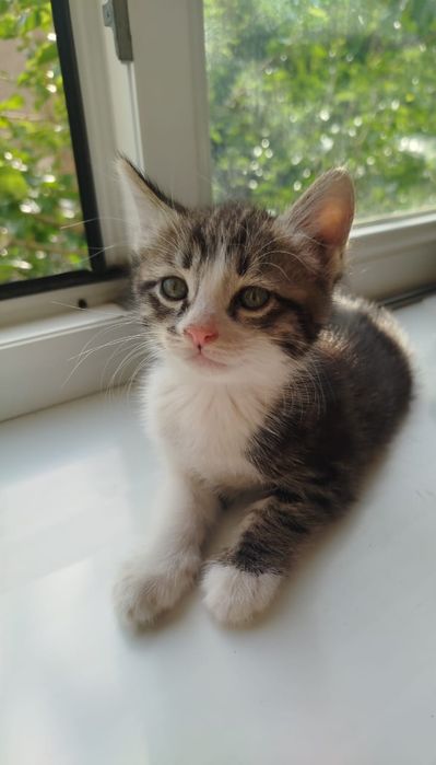 Котёнок в добрые руки