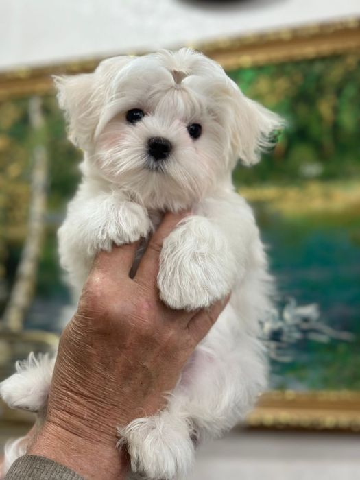 Мальтезе мальчики и девочки