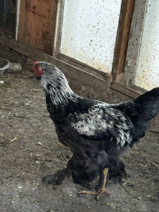 Породистый петух