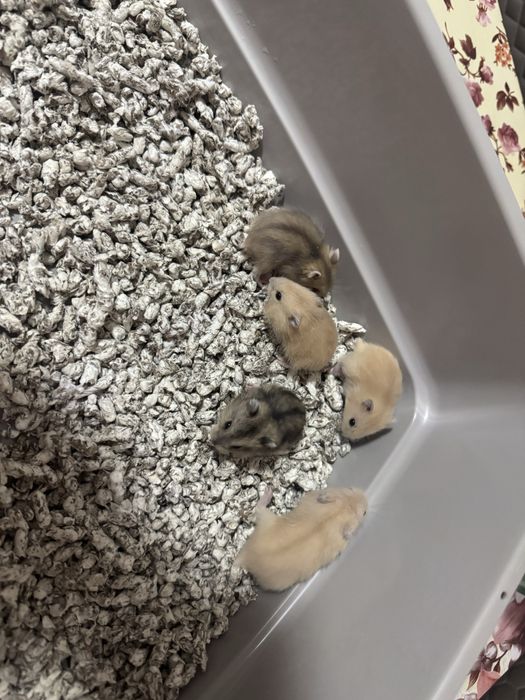 Hamsteri pitici