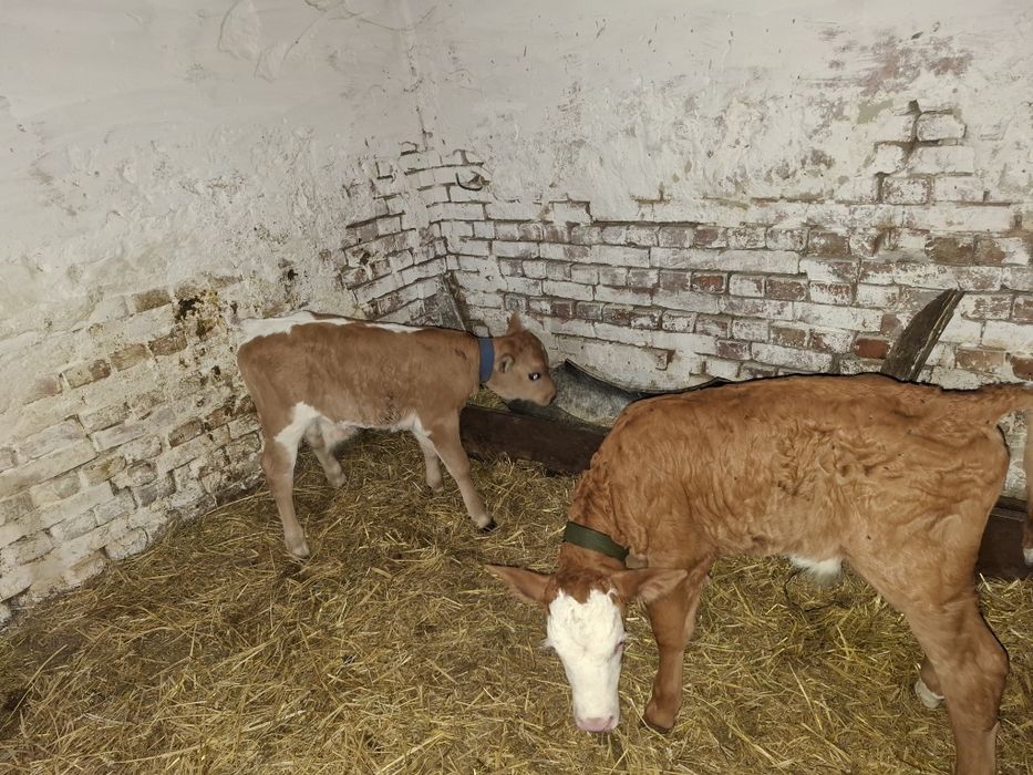 Vând vitei tăurași