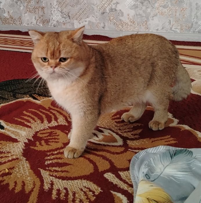 Zolotoy shinshila Vyazka chista krov