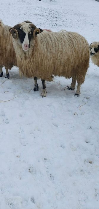 Berbeci de vânzare!