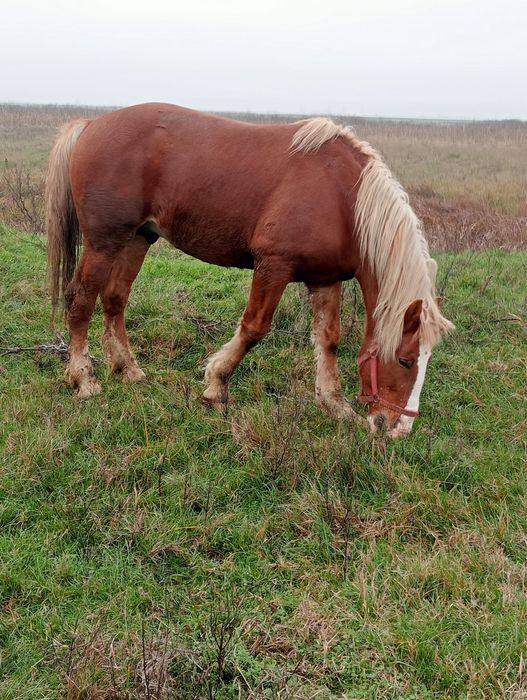 Armăsar de vânzare!