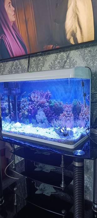 Аквариум аквариум