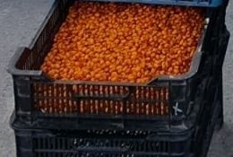 Продам малину,смородину ,крыжовник