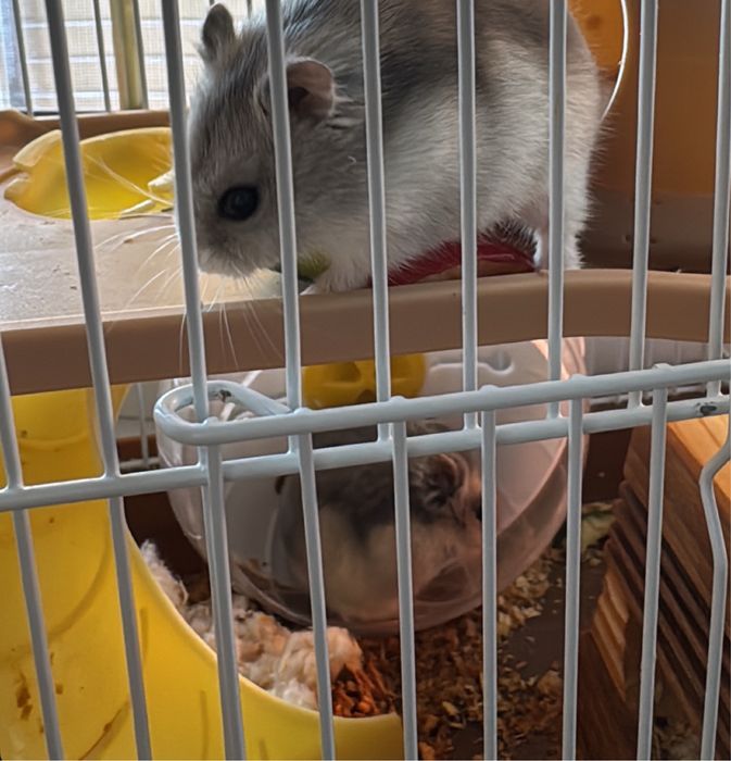 Хомяки с клеткой