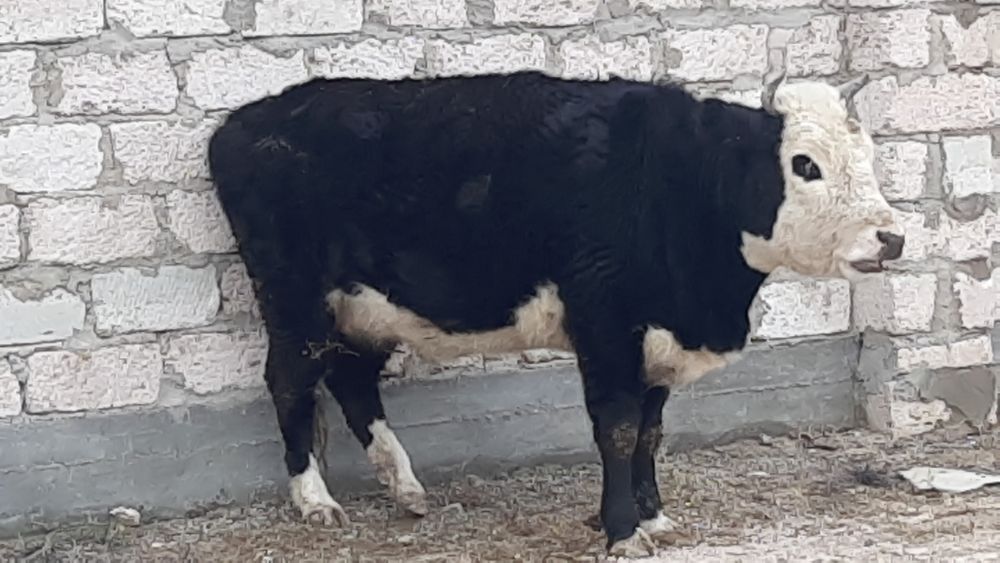 Буаз сыйыр сатылады