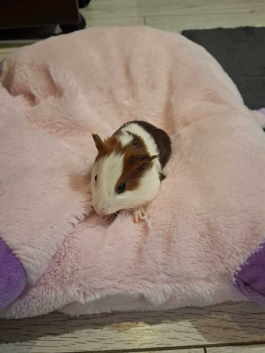 Porcusori de guineea