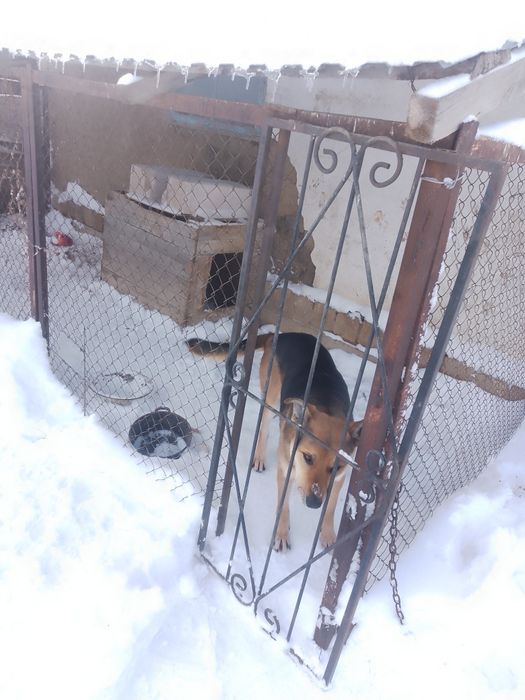 Собака 1000тг берде алып кет