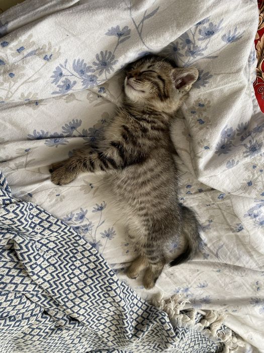 Отдаём ласковых котят в добрые руки