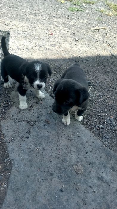 Щенки звоночки 5 малышей