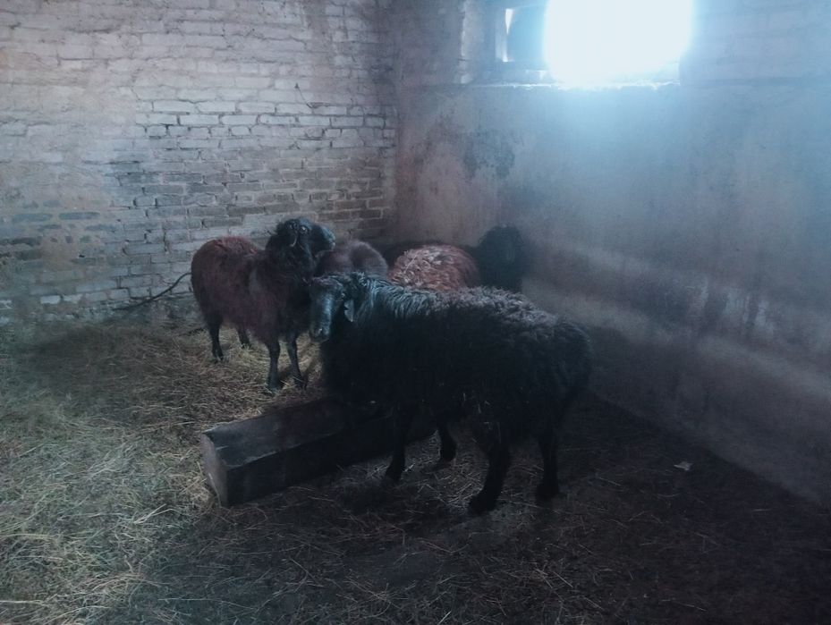 Продается кошкары