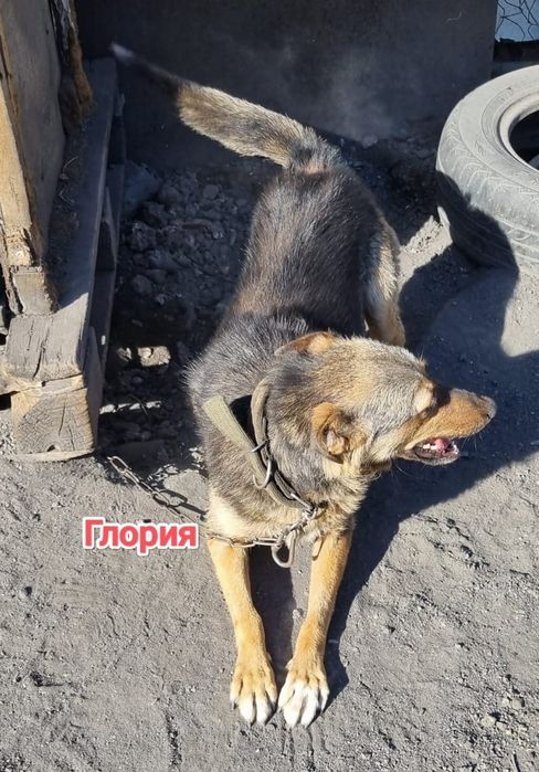 Дарю в добрые и ответственные руки