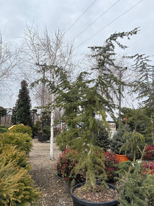 Mini spirale, pon pon , plante de gard viu , palmieri