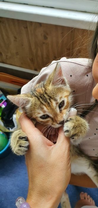 Красивый котёнок