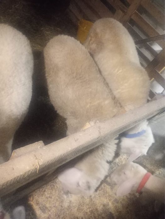 Mioară Metis de Bergamast