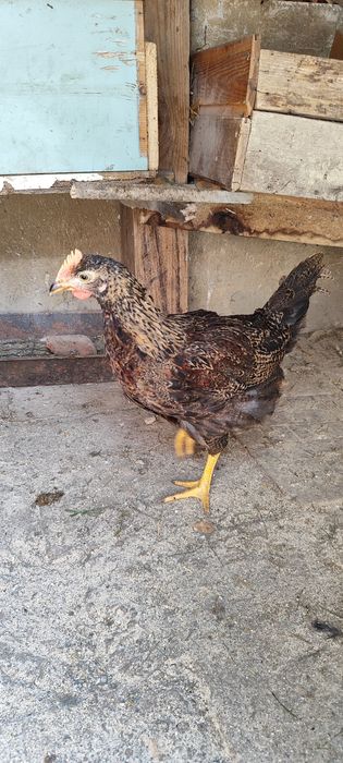 Продавам петли няколко вида