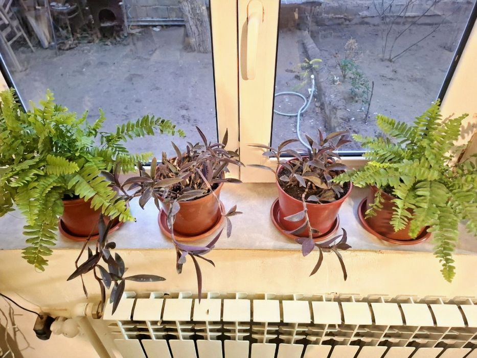 Продам комнатные цветы