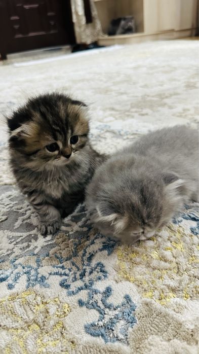 Скотиш фолд  Британский