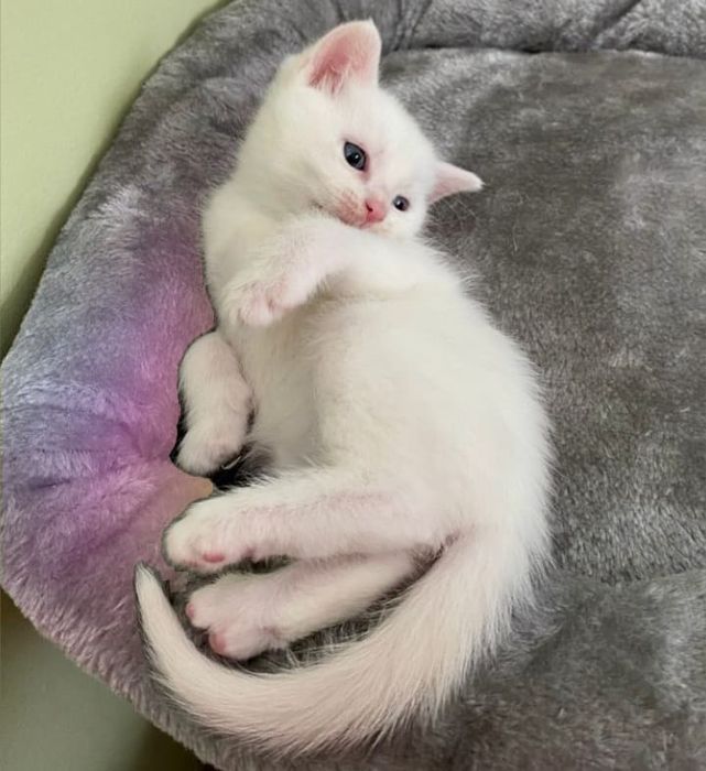 Котята Турецкой Ангоры