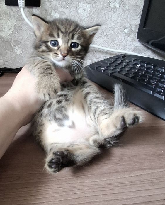 Отдам котят возраст месяц