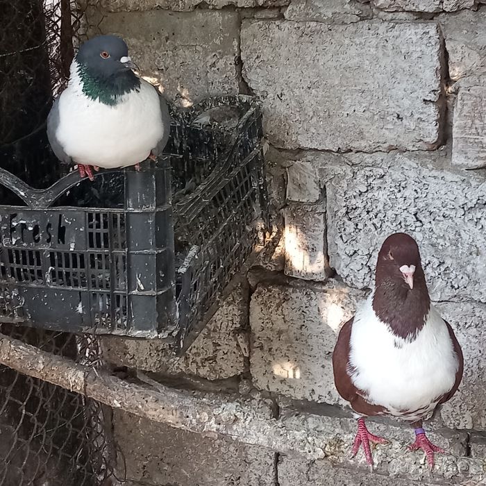 Vând o găină de cochinchina pitic și porumbeii