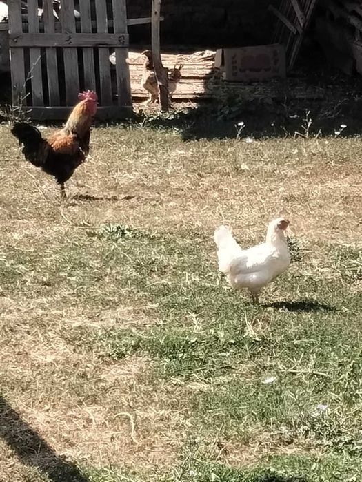 Тауыктар жағдайы жаксы