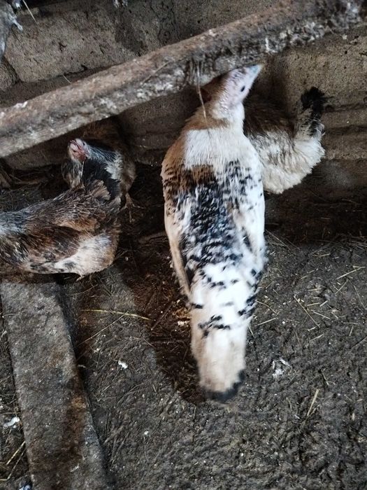 Продам индюшек молодых