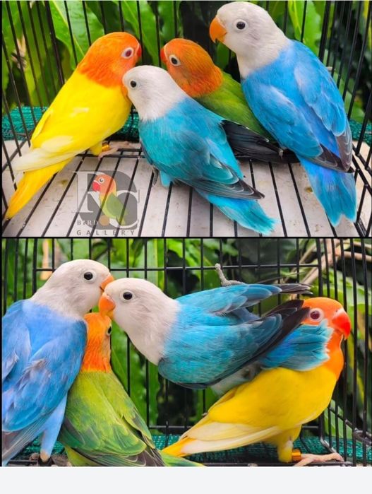 Неразлучники ручные