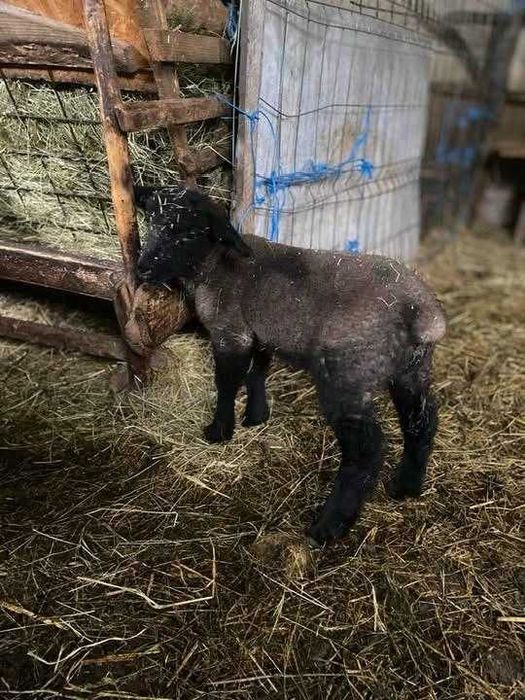 Vând 2 berbecuți rasa Suffolk (metis) – 3 luni – Dezvoltați foarte bine