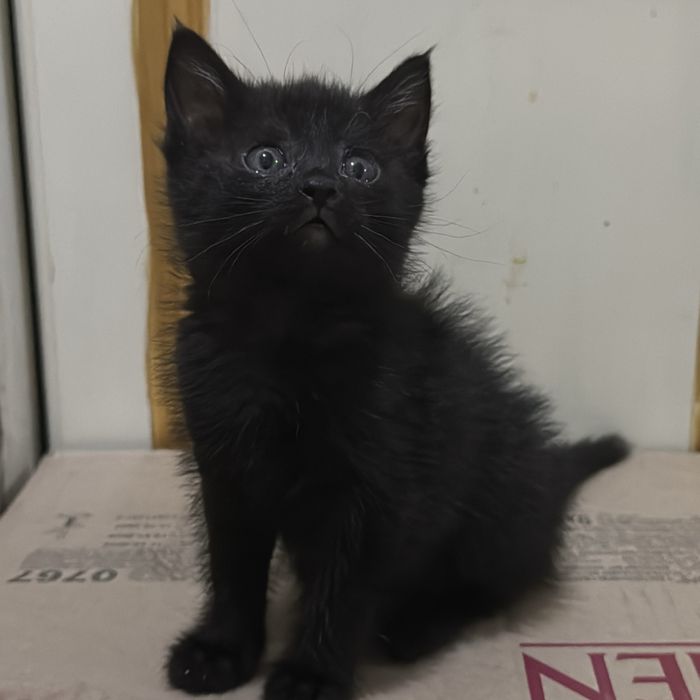 Котенок 1 месячный девочка