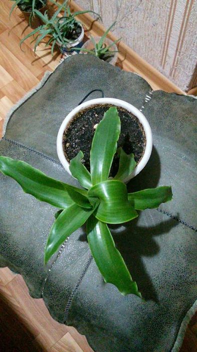 комнатные цветы растения