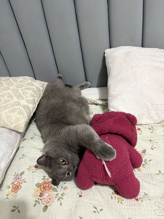 Отдам в добрые руки бритнаскую кошечку.