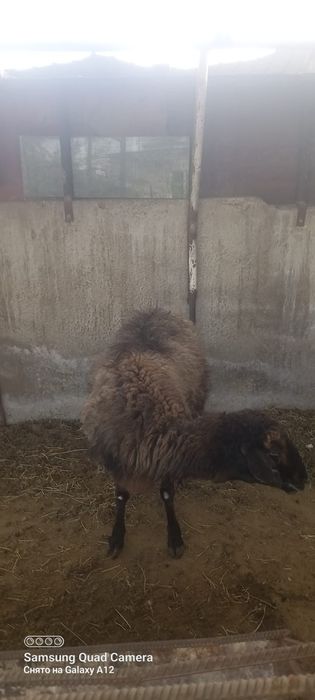 Қой сатылыды семіз