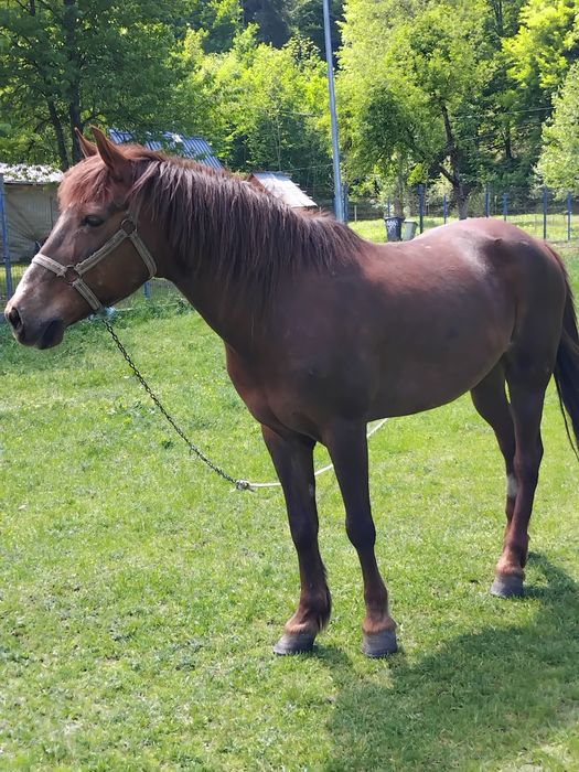 Iapă de 9 ani la garanție