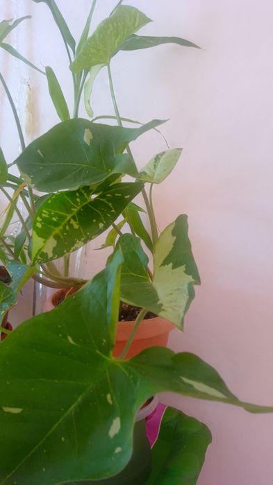 Обмен комнатных цветов.