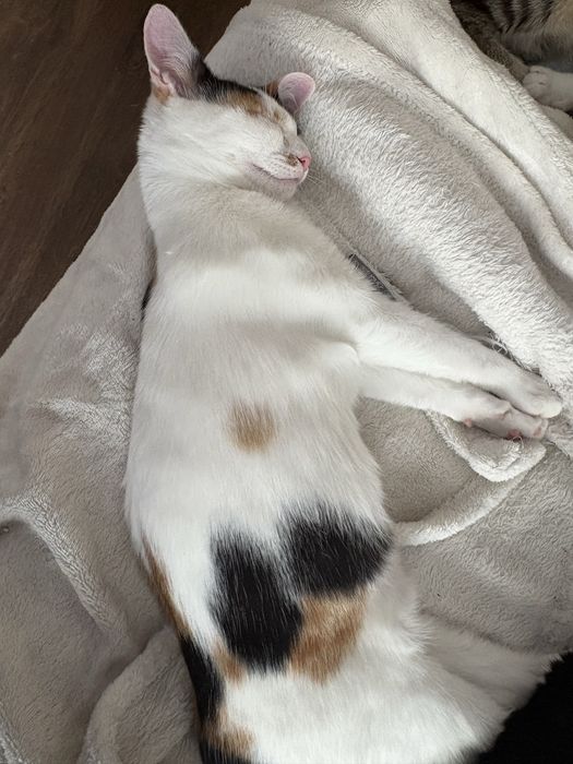 Женско коте на 4 месеца